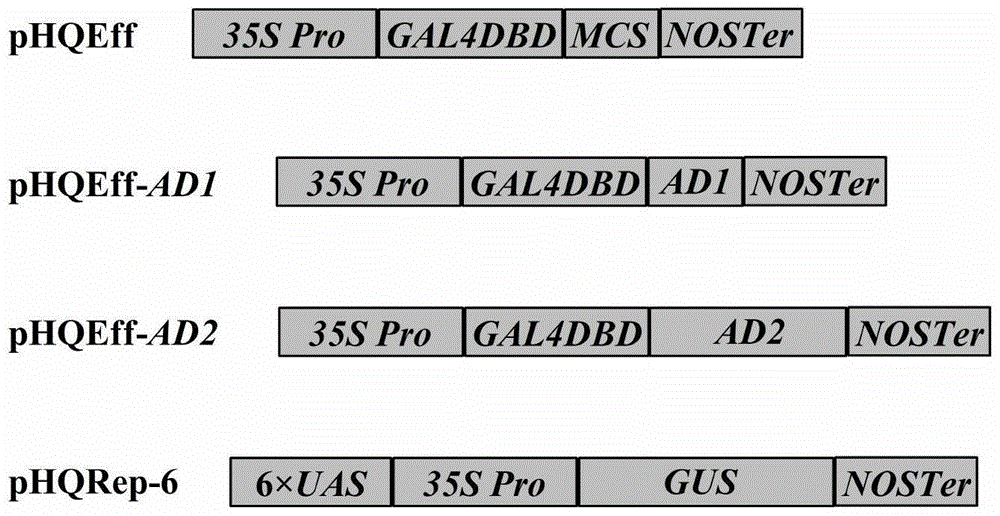 Polypeptide fragment capable of activating saccharomycete and plant cell gene expression and verification method of polypeptide fragment