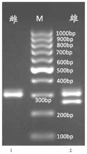 Molecular marker for identifying genetic sex of hucho taimen and identifying method