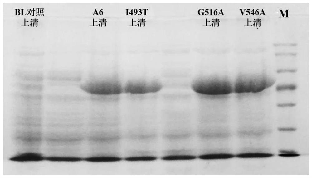 Adenylation protein A6 mutant as well as coding gene and application thereof