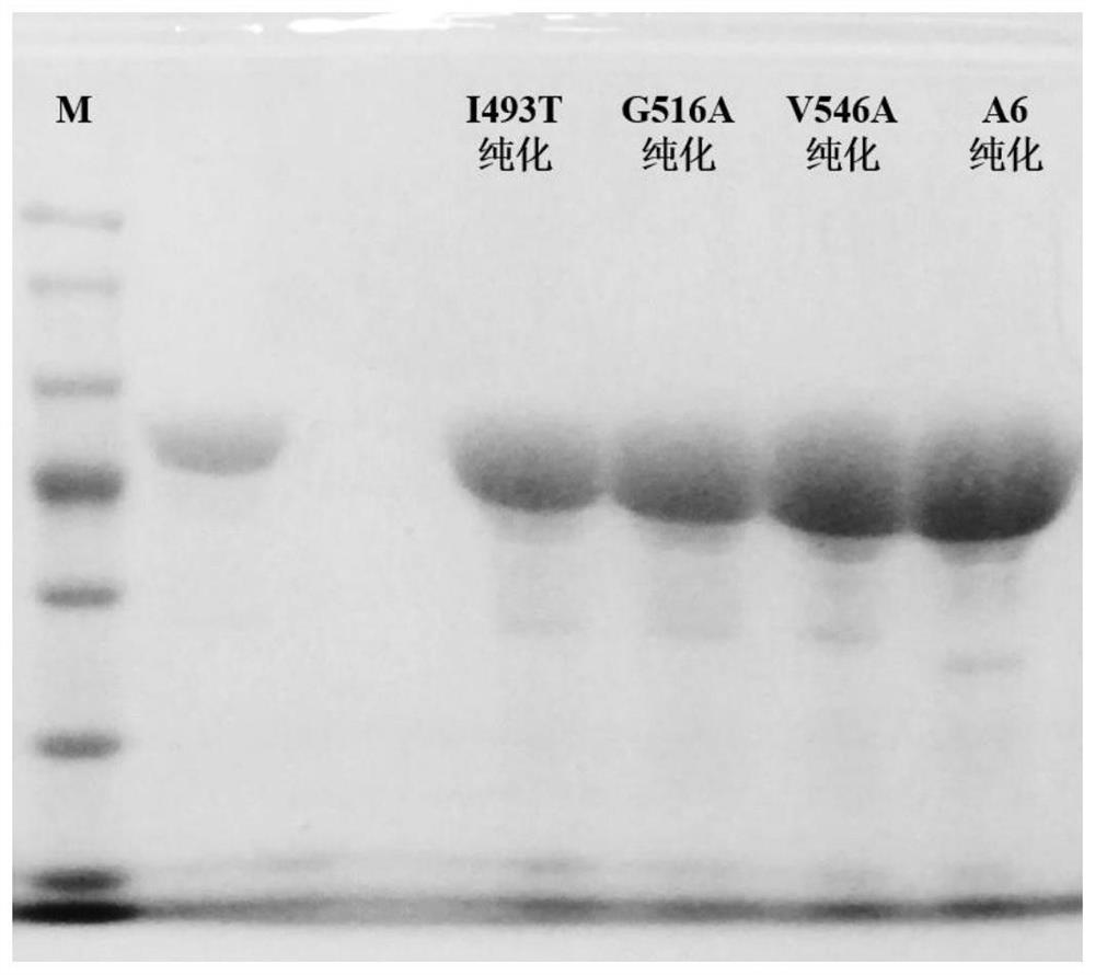 Adenylation protein A6 mutant as well as coding gene and application thereof
