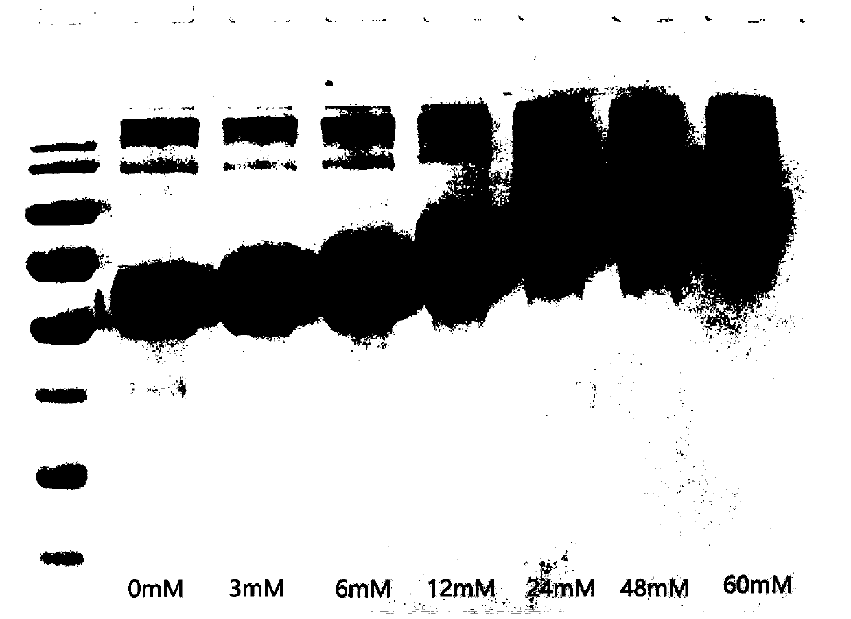 Broad-spectrum anti-enterovirus protein drug and application thereof