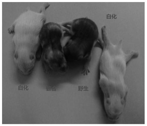 Method for constructing albino hamster model based on CRISPR-Cas9 system