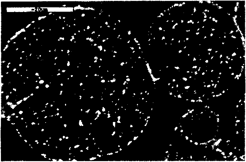 Method for preparing monotectic alloy powder having shell-shaped composite constitution