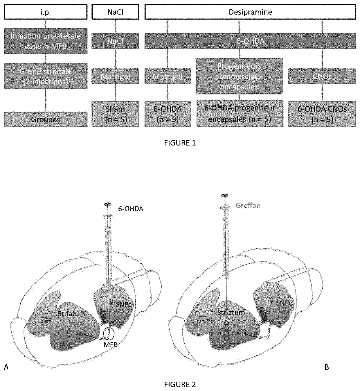 Neural tissue unit and use of such a unit for implantation into the nervous system of a mammal