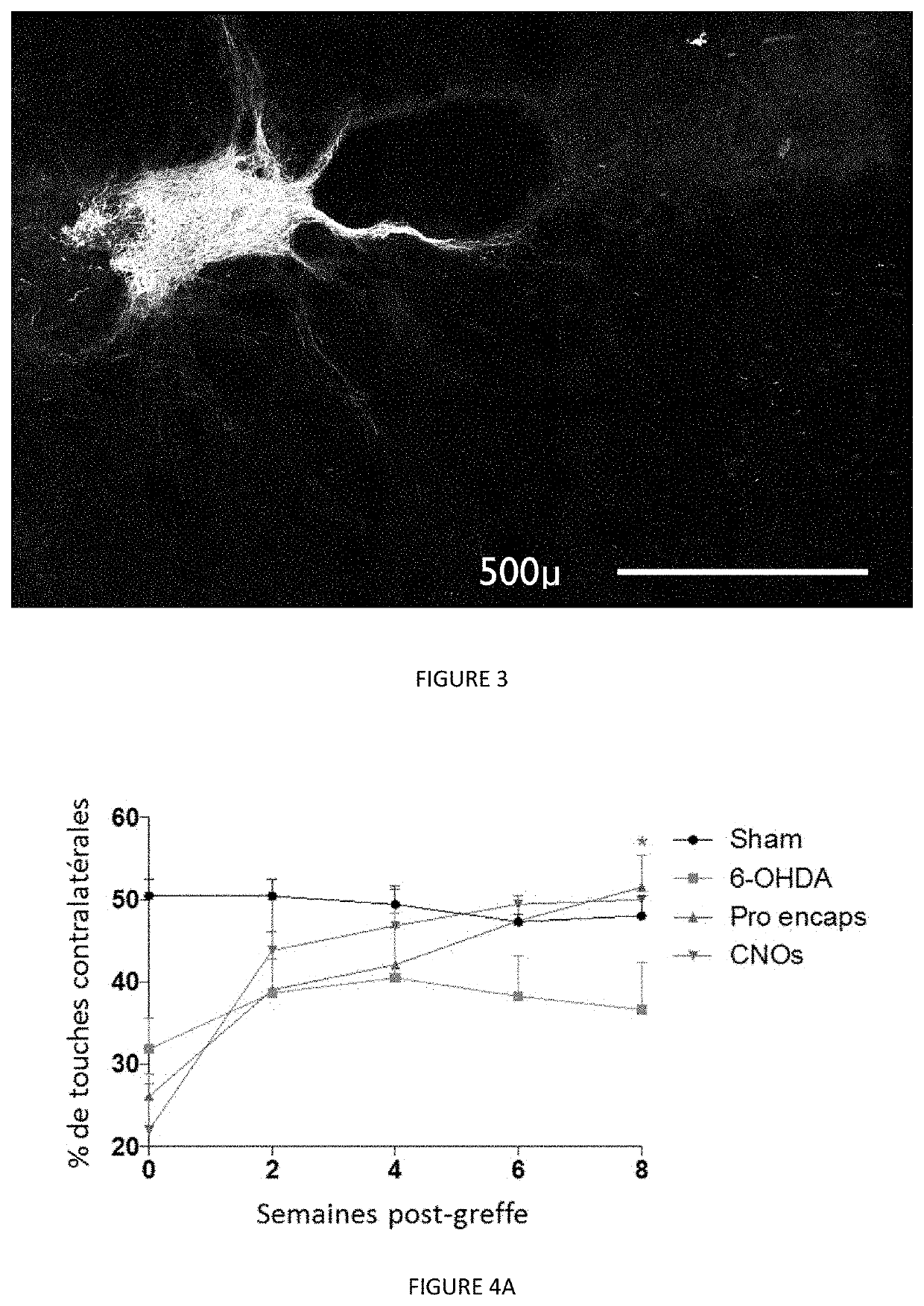 Neural tissue unit and use of such a unit for implantation into the nervous system of a mammal