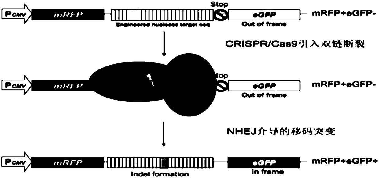 Method for increasing pork yield by CRISPR/Cas9