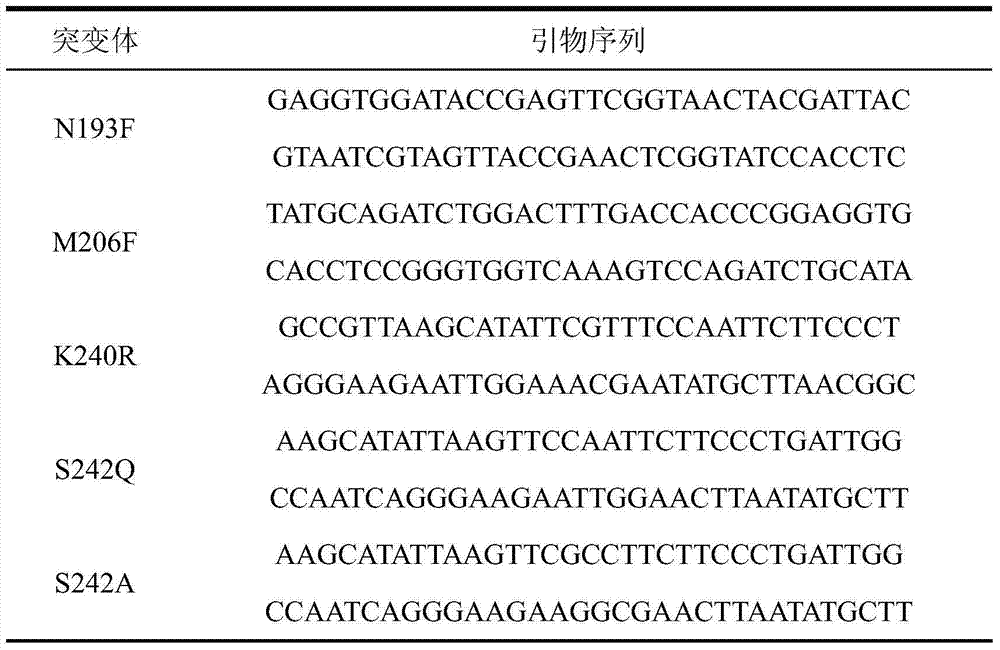 Amylase mutant having improved heat stability and construction method and application thereof