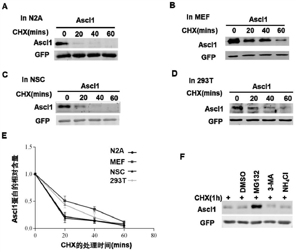 Application and method of USP10 gene and/or Ascl1 gene in inducing transdifferentiation of fibroblasts into neuronal cells