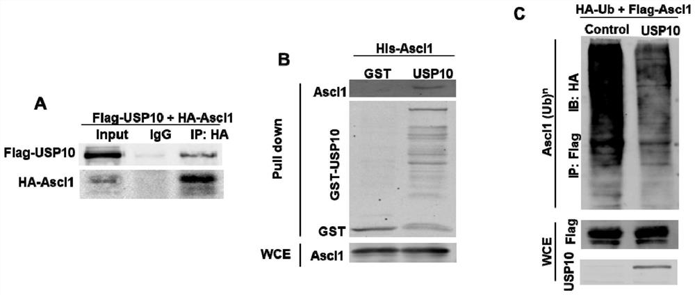 Application and method of USP10 gene and/or Ascl1 gene in inducing transdifferentiation of fibroblasts into neuronal cells