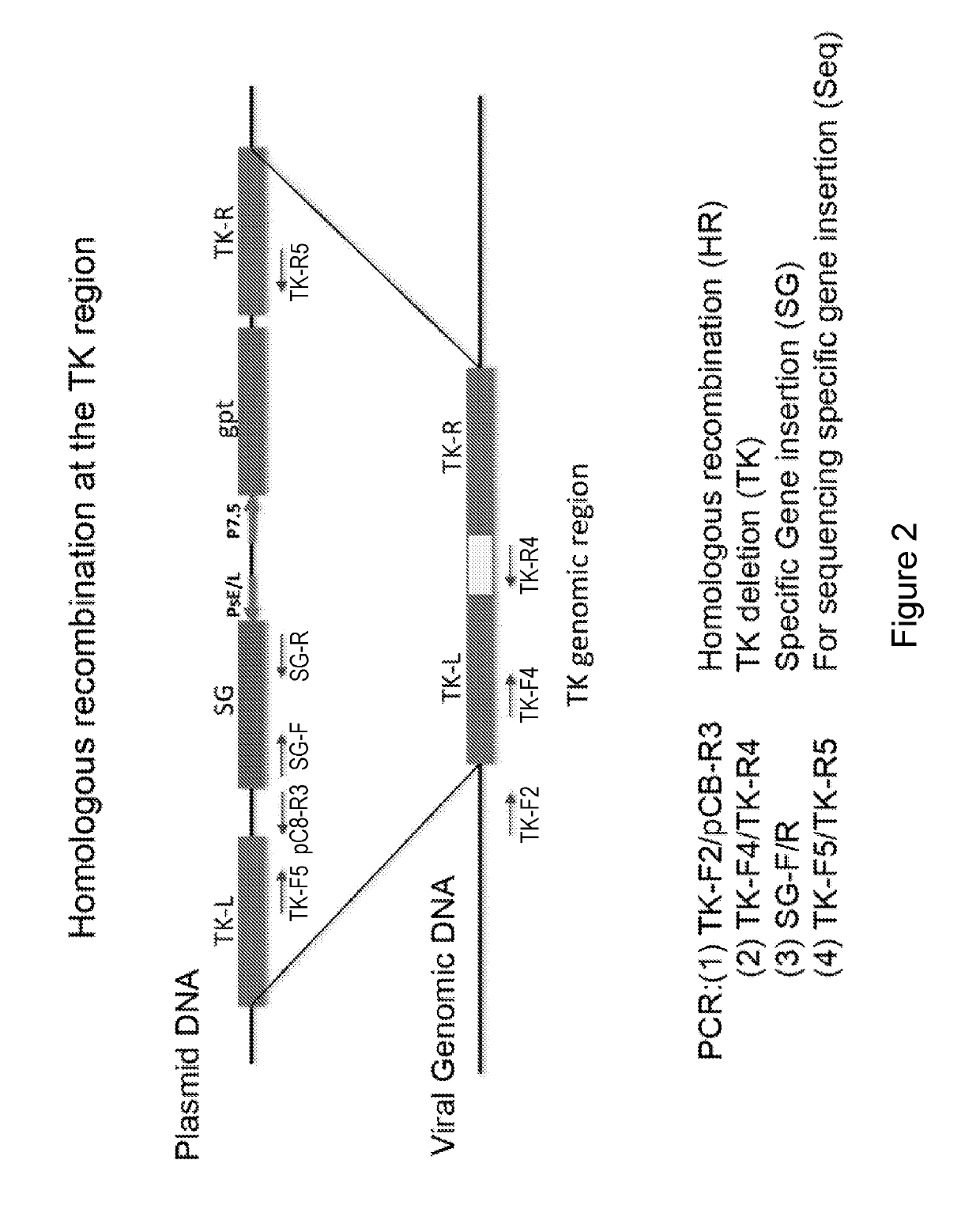 Replication competent attenuated vaccinia viruses with deletion of thymidine kinase with and without the expression of human Flt3L or GM-CSF for cancer immunotherapy