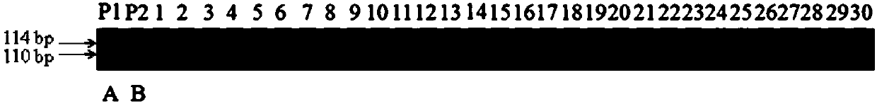 Molecular marker linked with drought-resistant rice gene qLRI9, and application thereof