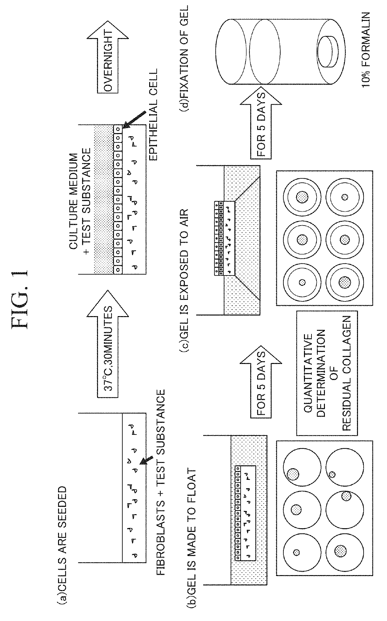 Therapeutic agent for periodontitis and compostion for treating periodontitis