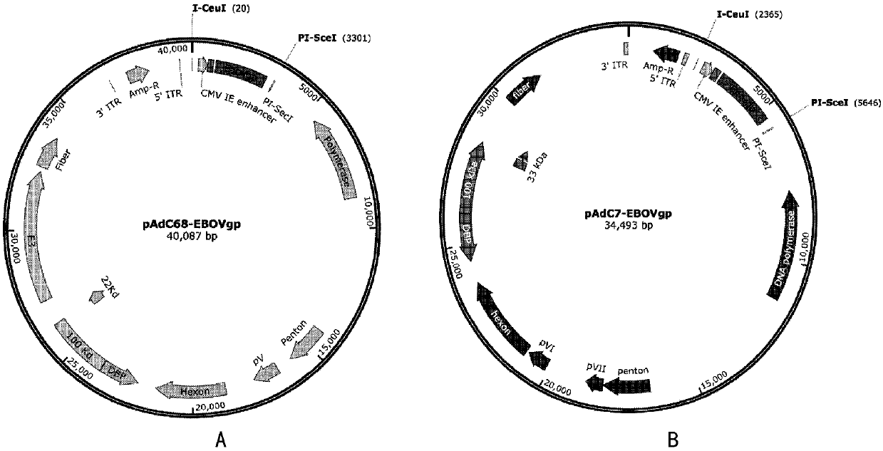 Chimpanzee adenovirus vector based Ebola virus vaccine