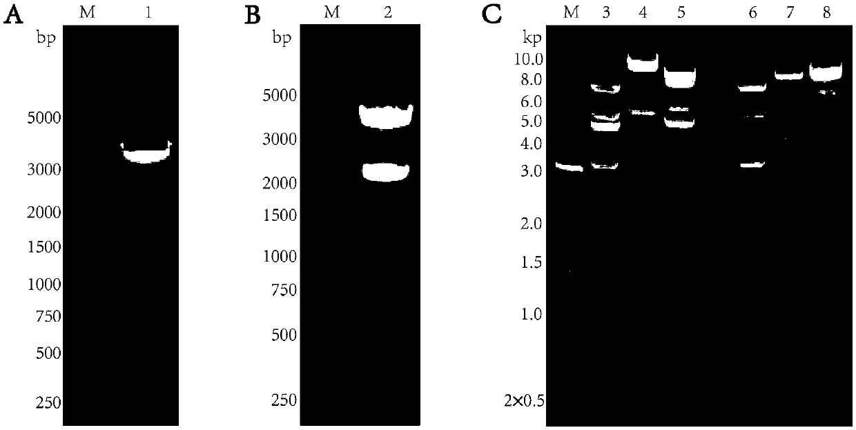 Chimpanzee adenovirus vector based Ebola virus vaccine