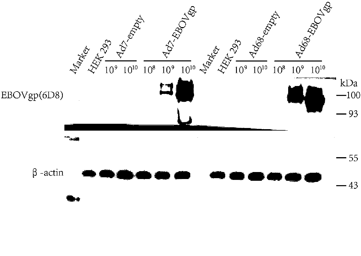 Chimpanzee adenovirus vector based Ebola virus vaccine