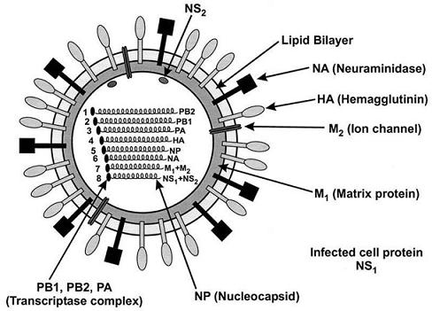 Influenza A H1N1/Influenza A Virus Nucleic Acid Dual Fluorescent PCR Detection Kit