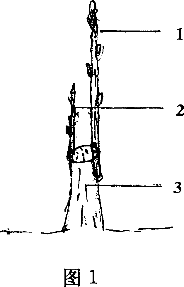 Method for grafting plant with inversed grafting stachys and anvil