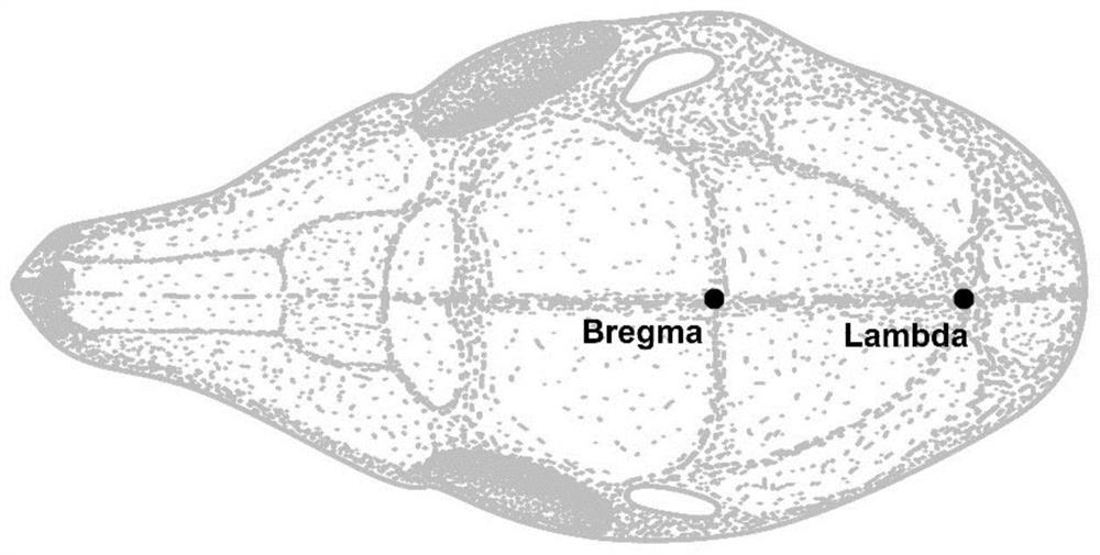 Tree shrew brain nucleus positioning method