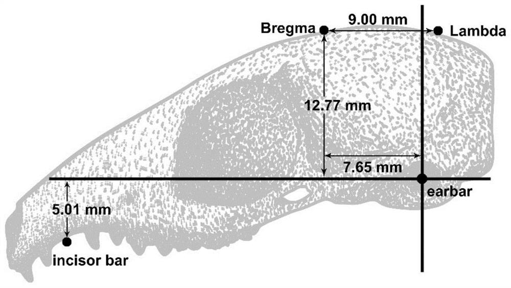 Tree shrew brain nucleus positioning method