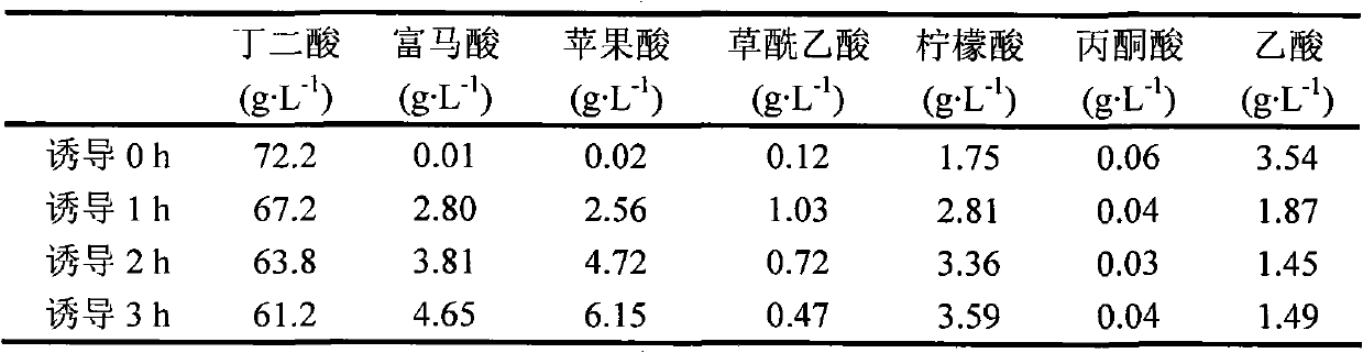 Method for fermentation production of succinic acid by circulating utilization of recombinant Bacillus coli cells