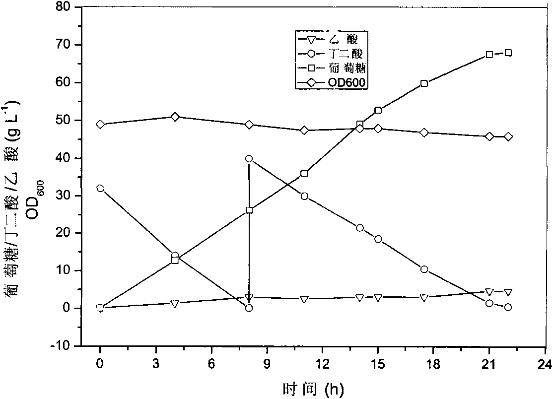 Method for fermentation production of succinic acid by circulating utilization of recombinant Bacillus coli cells