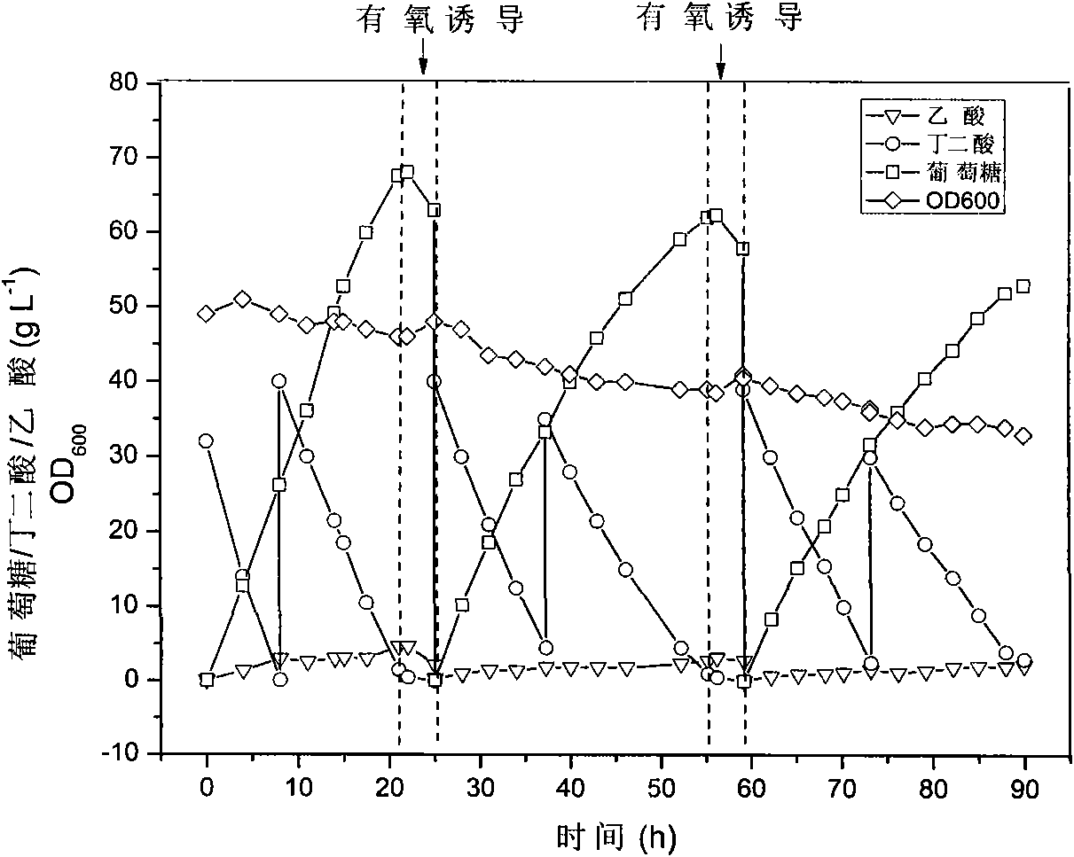 Method for fermentation production of succinic acid by circulating utilization of recombinant Bacillus coli cells