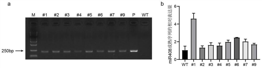 miR408 and application of biological material related to miR408