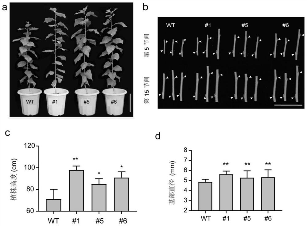 miR408 and application of biological material related to miR408