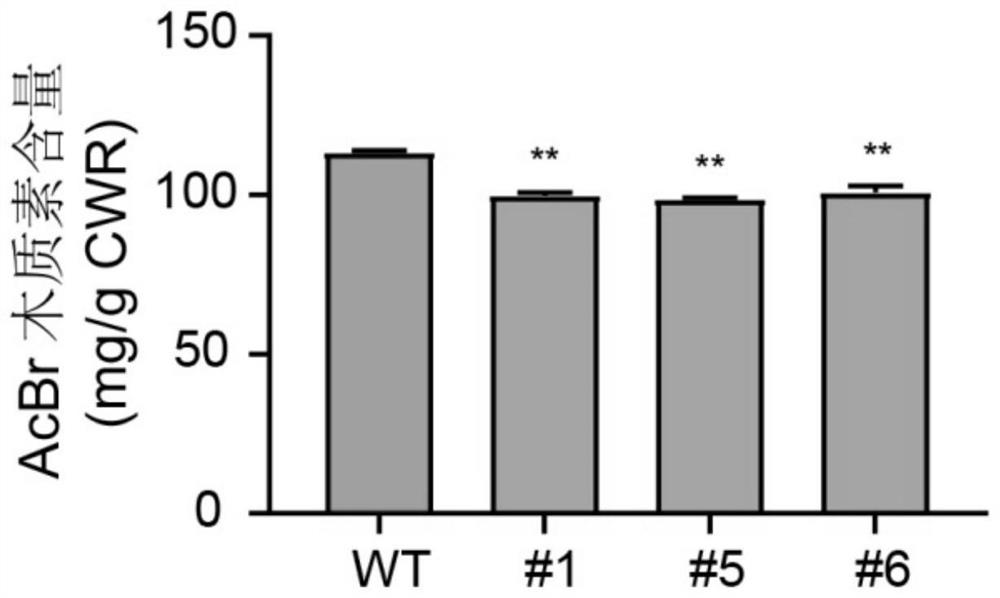 miR408 and application of biological material related to miR408