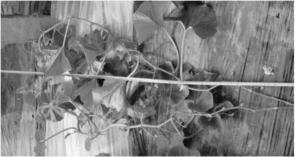 Method for accelerating differentiation of female flowers of pellicle melon