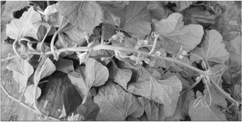 Method for accelerating differentiation of female flowers of pellicle melon
