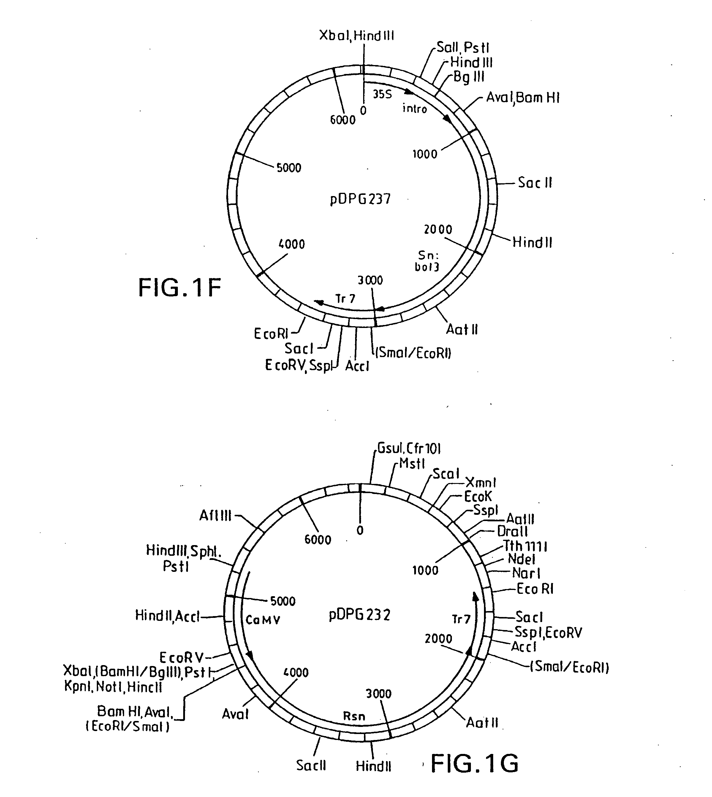 Methods and compositions for the production of stably transformed, fertile monocot plants and cells thereof