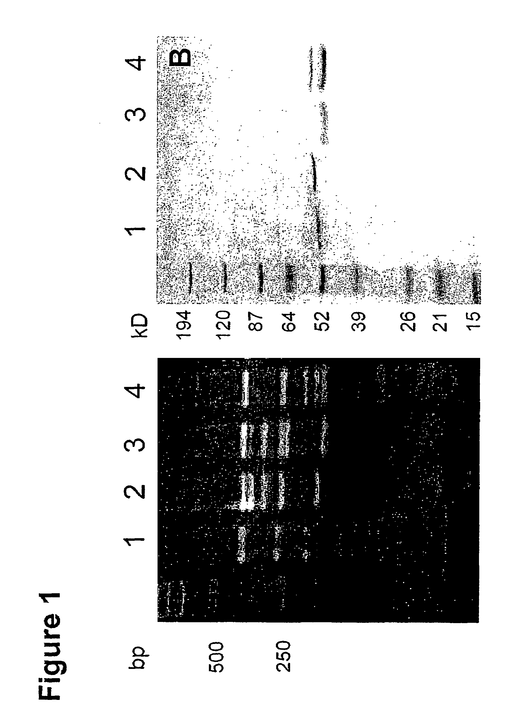 Human antibodies specific to KDR and uses thereof