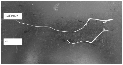 Rooting-promoting Bacillus sporothermodurans and application of rooting-promoting Bacillus sporothermodurans