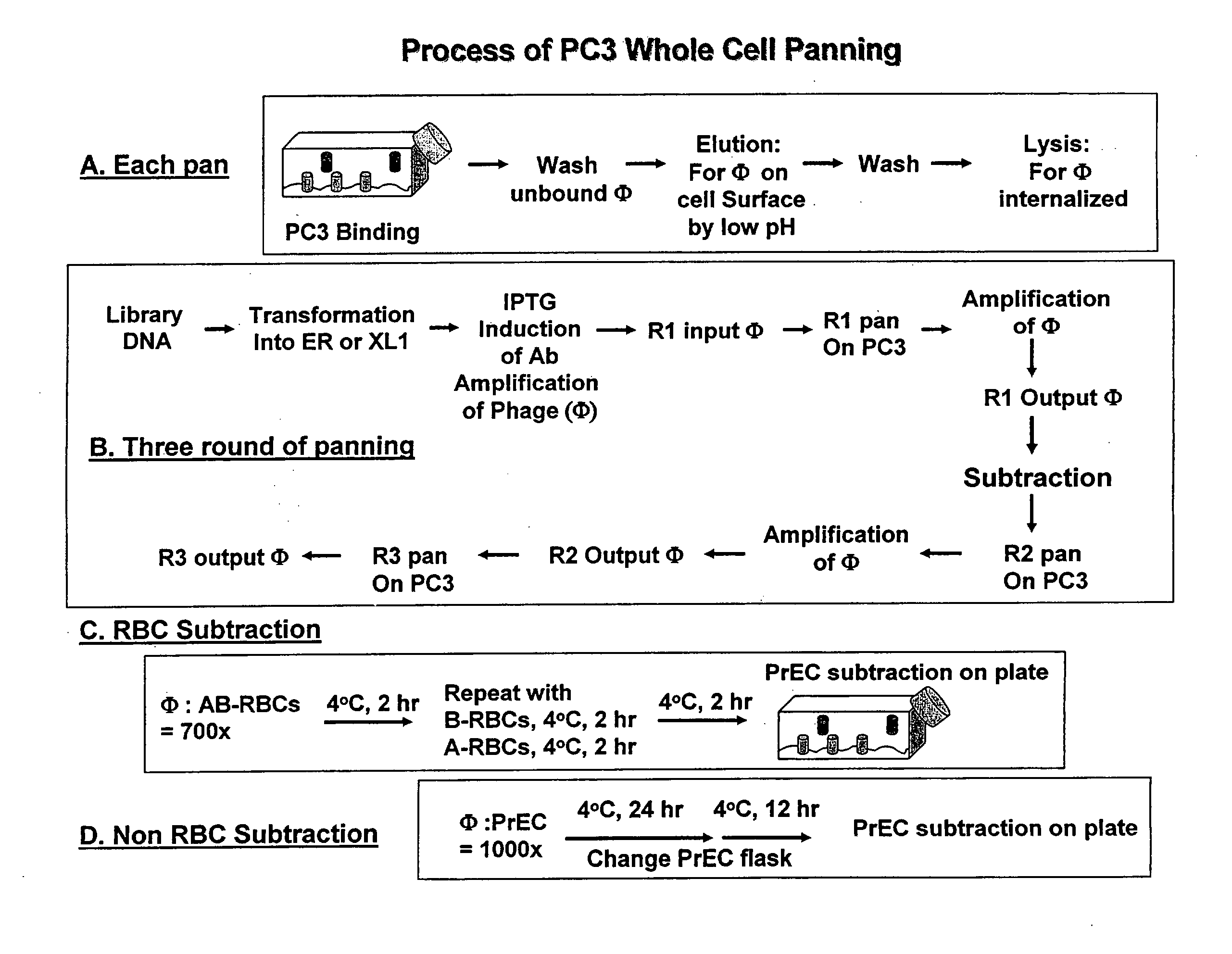 Methods for Discovering Antibodies Specific to Cancer Cells and Antibodies Discovered Thereby