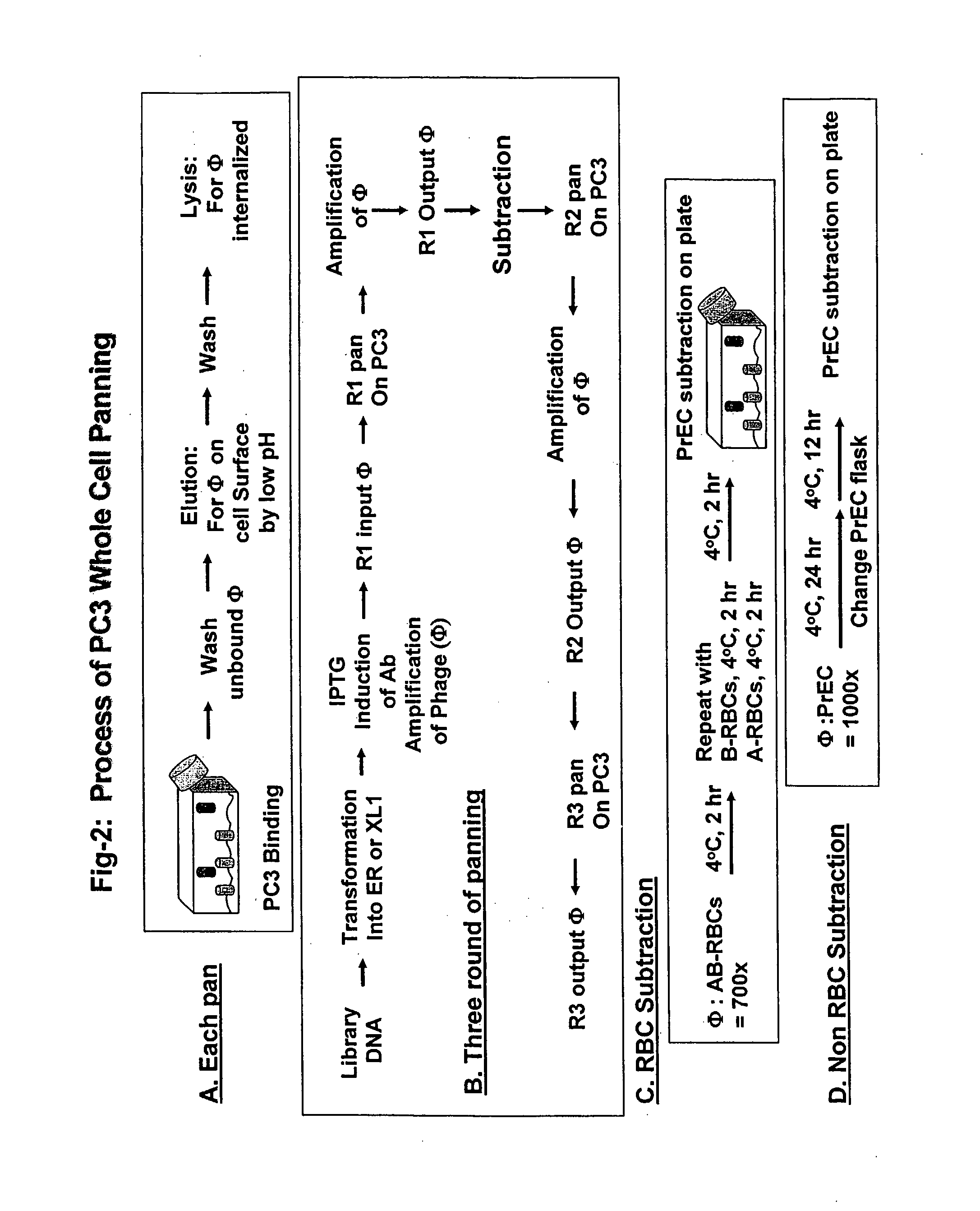 Methods for Discovering Antibodies Specific to Cancer Cells and Antibodies Discovered Thereby