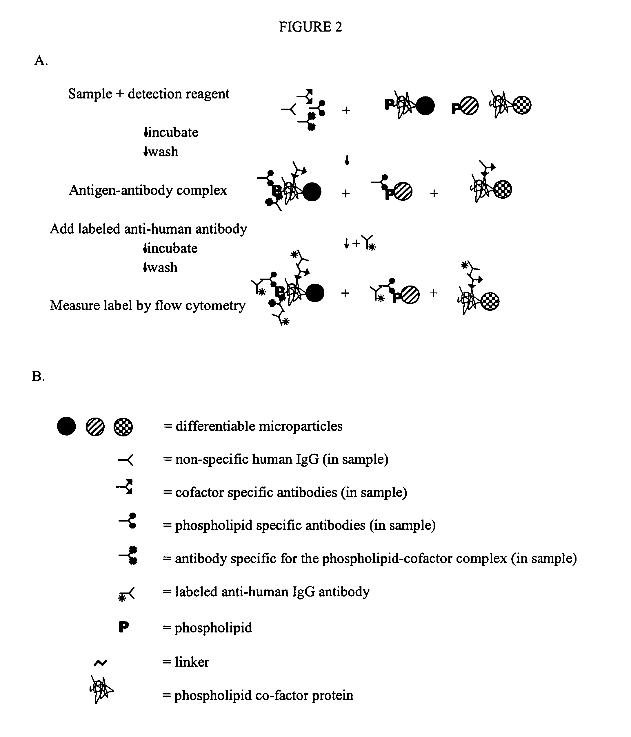 Solid phase immobilization of phospholipids and cofactor proteins via covalent attachment