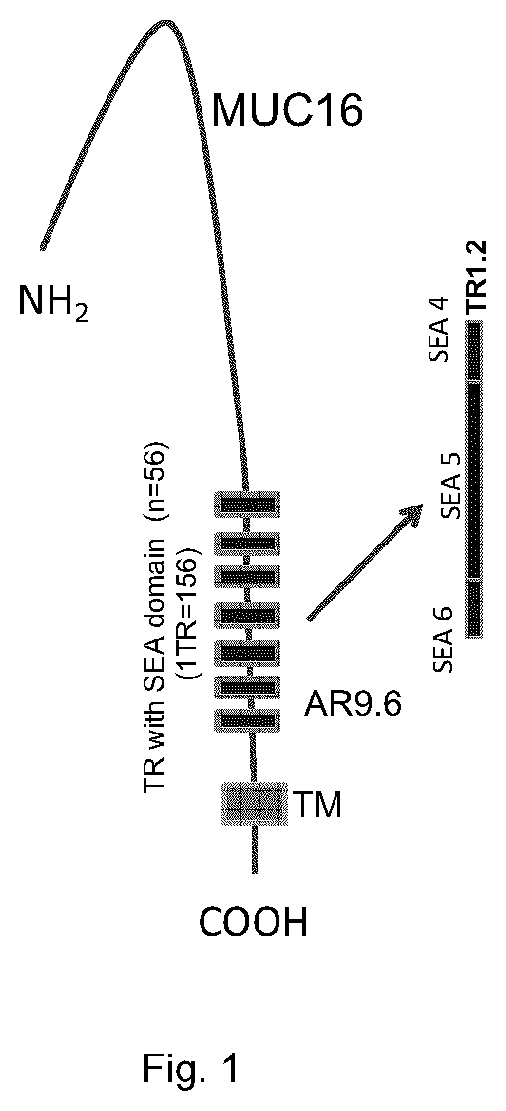 Muc16 monoclonal antibody and uses thereof