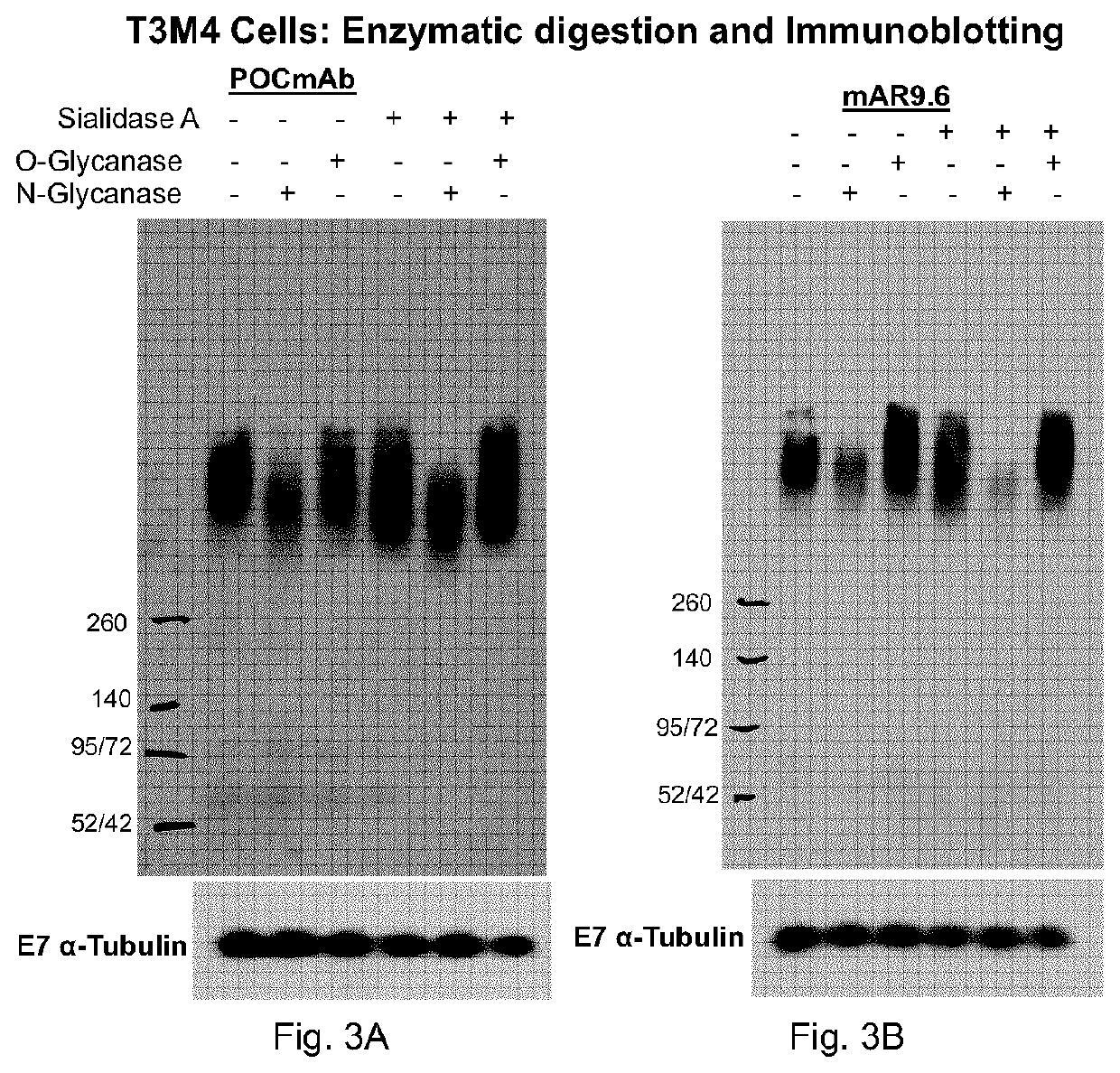 Muc16 monoclonal antibody and uses thereof