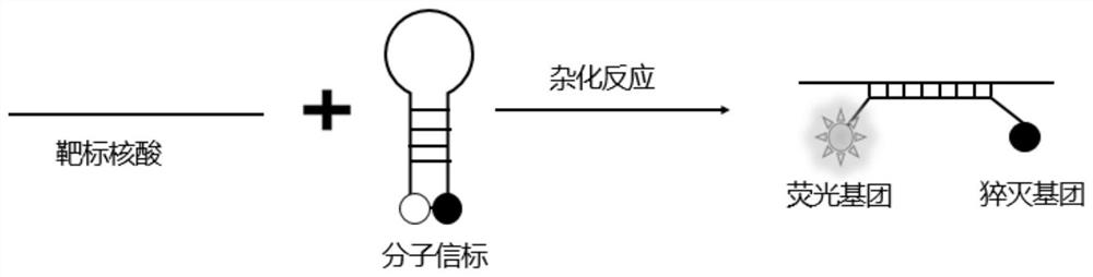 Molecular beacon transmission system for directly detecting circulating tumor cells in blood as well as preparation method and application of molecular beacon transmission system