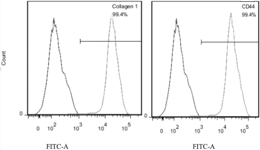 Culture medium, kit and application for in-vitro chondrocyte telomere lengthening multiplication culture
