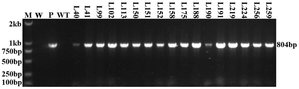 Plant starch synthesis associated protein IbAATP and encoding gene and application thereof