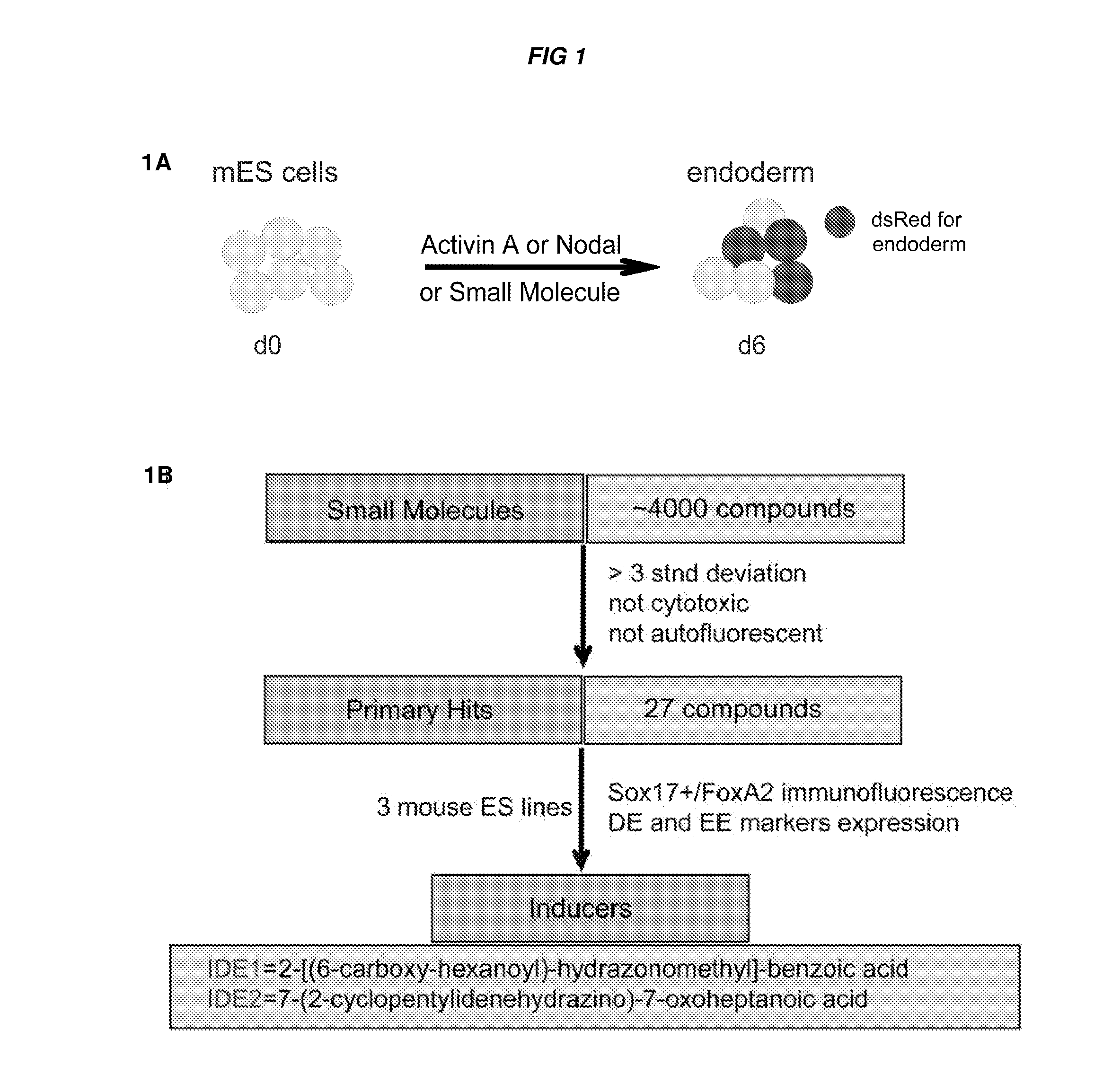 Compositions and methods for promoting the generation of definitive endoderm