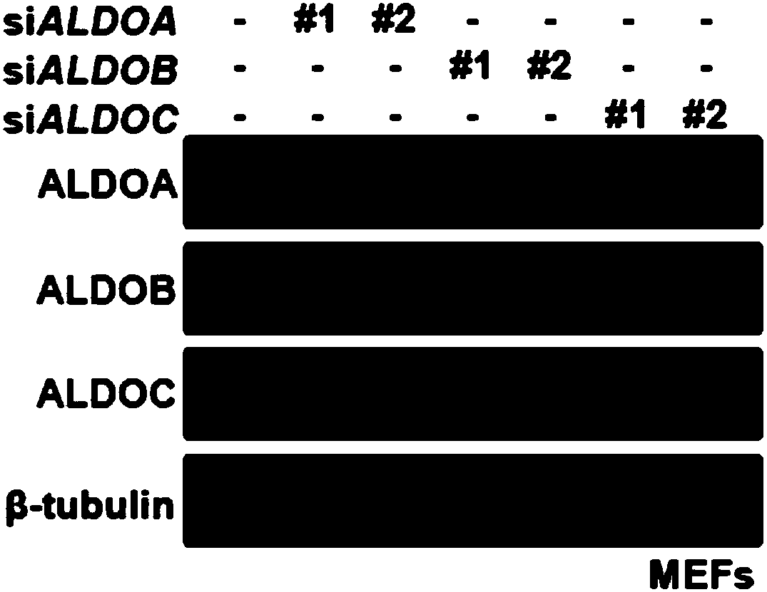 Use of FBPaldolase in preparation of AMPK activating drugs