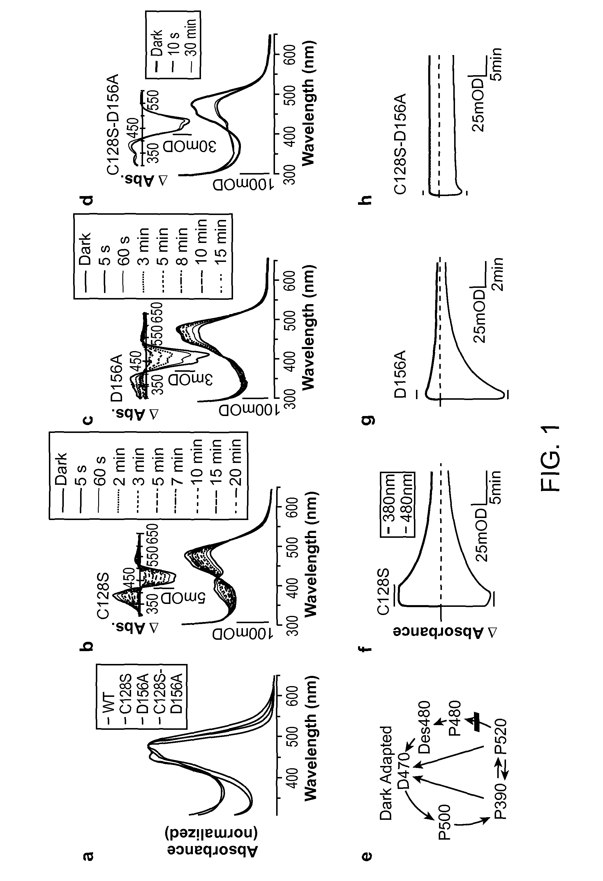 Stabilized Step Function Opsin Proteins and Methods of Using the Same