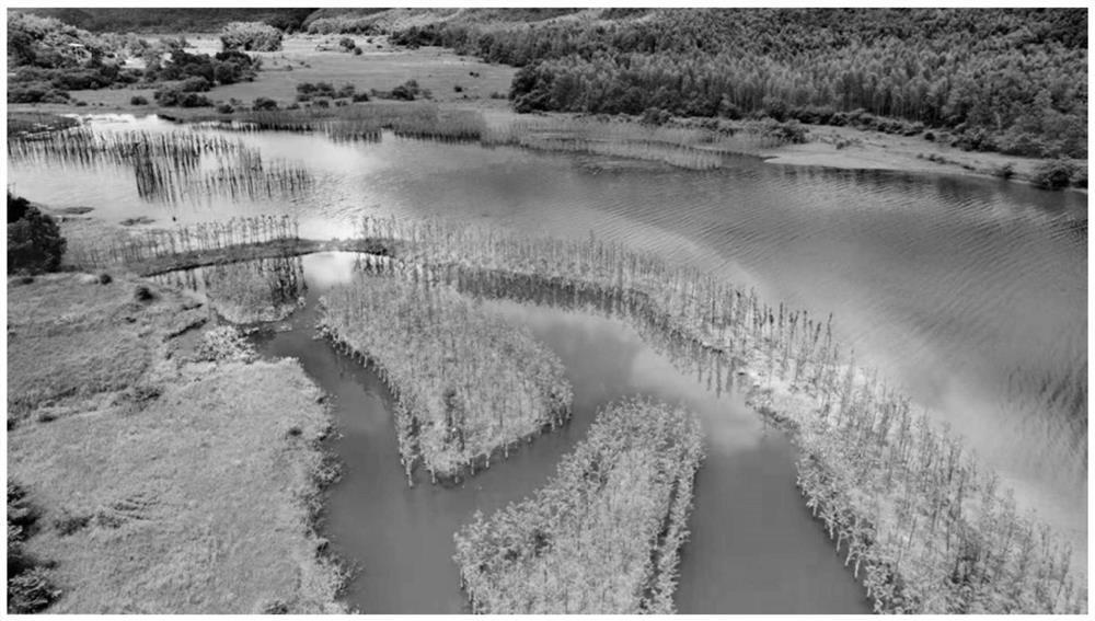 Reservoir tail hydro-fluctuation belt wetland restoration method based on forest habitat