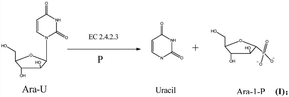 Method for synthesizing vidarabine by enzymic method
