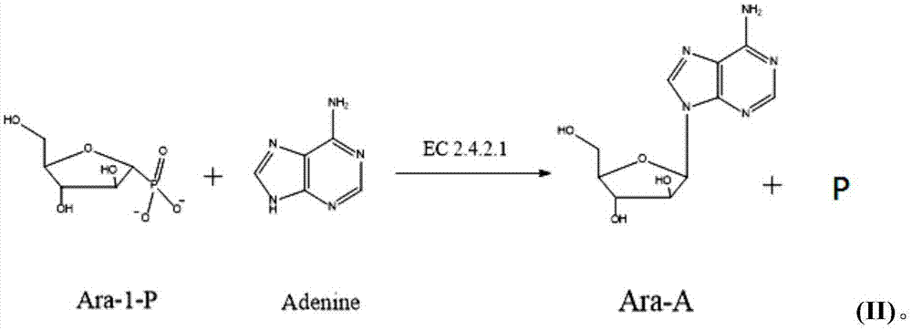 Method for synthesizing vidarabine by enzymic method