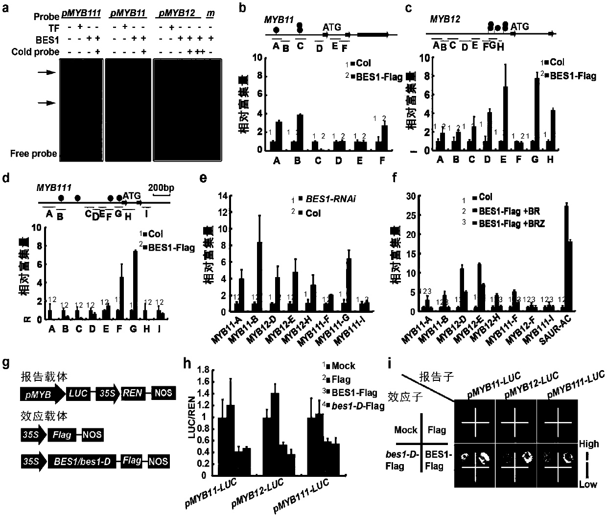 Gene for regulating flavonoid synthesis and ultraviolet resistance of plants and application of gene