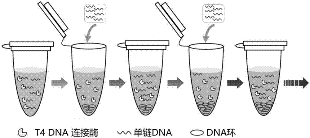 Method of preparing circular DNA (deoxyribonucleic acid) or RNA (ribonucleic acid)